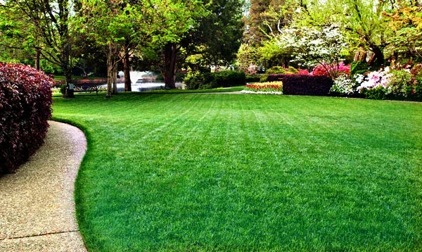 Clean residential lawn area